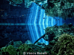 The way light finds it way through the jungle into the fr... by Vasco Baselli 